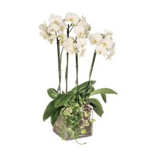 White orchids arrangement in a glass cube (4 branches)