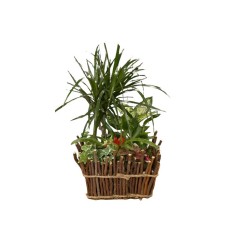 Assortment of plants