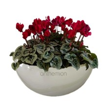 Cyclamen In Ceramic Base