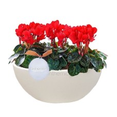 Small Cyclamens in pot