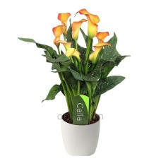 Orange Calla plant