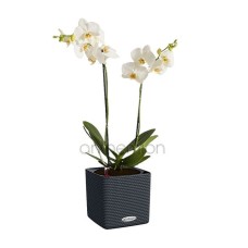 White orchid in a self watering pot