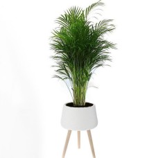 Areca In A Ceramic Base With Wooden Stand