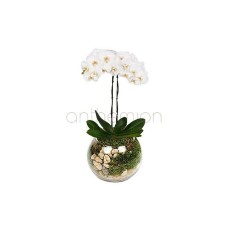 White Orchid in fish bowl