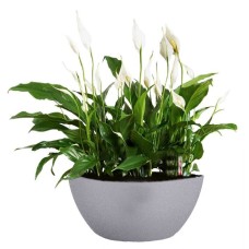 Spathiphyllums In Self Watering Pot