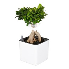 Bonsai in self watering pot