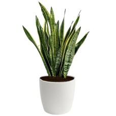 Sansevieria plant