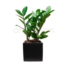 Stylish small zamia in ceramic cube