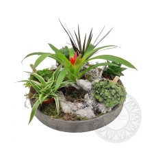 Nature beauty on tray