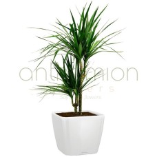 Dracaena in white self watering pot