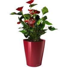 Elegant Anthurium In A Self Watering Pot