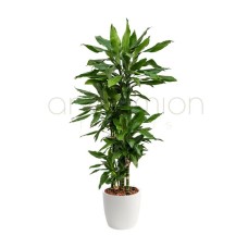 Dracaena fragrans Janet Lind