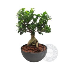 Bonsai for office or home