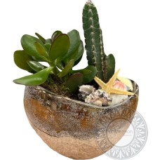 Modern succulent in a pot