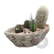 Concrete pot with cactus