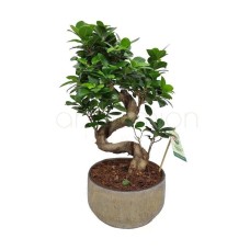 Bonsai with a twisted trunk