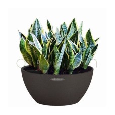 Sansevierias in self watering bowl