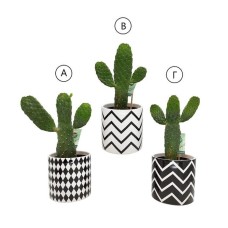 Cactus (choose pot design)