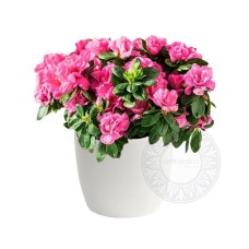 Fuchsia azalea