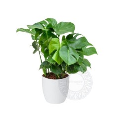 Monstera plant