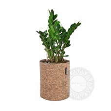 Zamioculcas in cork look self watering pot