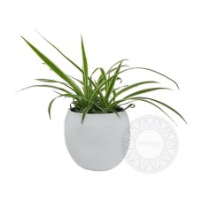 Chlorophytum in ceramic pot