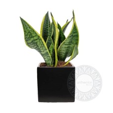 Sansevieria in black ceramic cube (Basic)