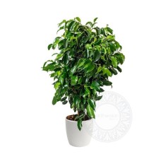 Ficus benjamina