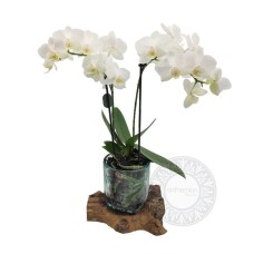 Mini orchid in glass / wooden base