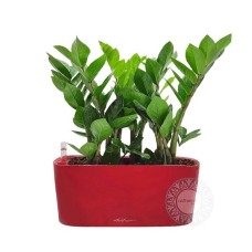 Self-watering table-top pot with zamioculcas