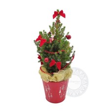 Pikea plant with Xmas decoration