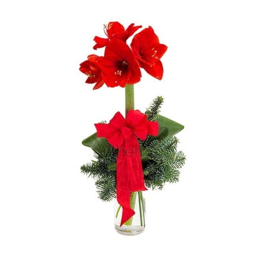 Merry Amaryllis flower in vase