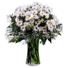 White chrysanthemums (Basic)