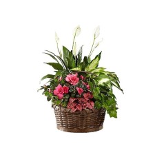 Basket with a variety of plants (Basic)