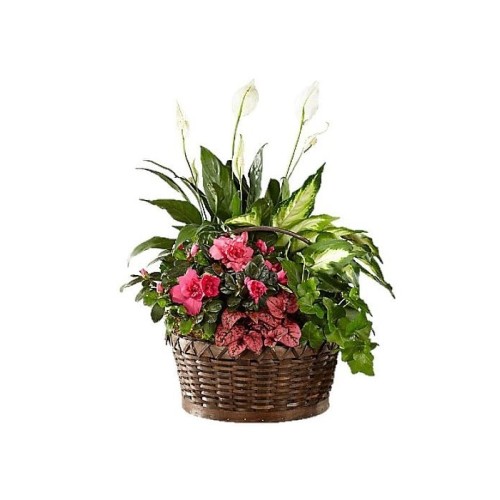 Basket with a variety of plants (Basic)