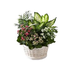 Basket plants arrangement