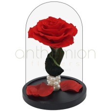 Forever Red Rose (Large size)