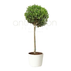 Greek Olive Plant in pot