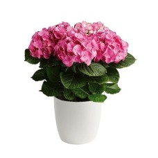 Pink hydrangea plant