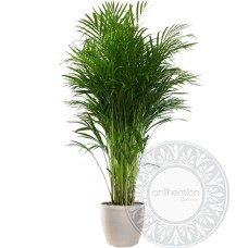Plant Areca