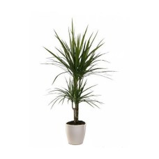 Dracaena Marginata Plant (small size)
