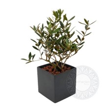 Olive plant in ceramic pot