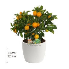 Kumquat Mini Plant