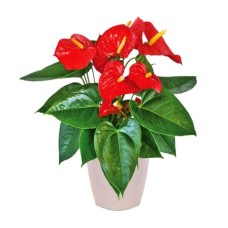 Anthurium, the plant of love