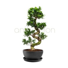 Bonsai Plant with Twisted Trunk