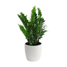 Zamia plant (Basic)