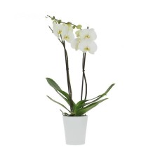 White exotic orchid plant
