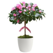 Azalea tree in pot