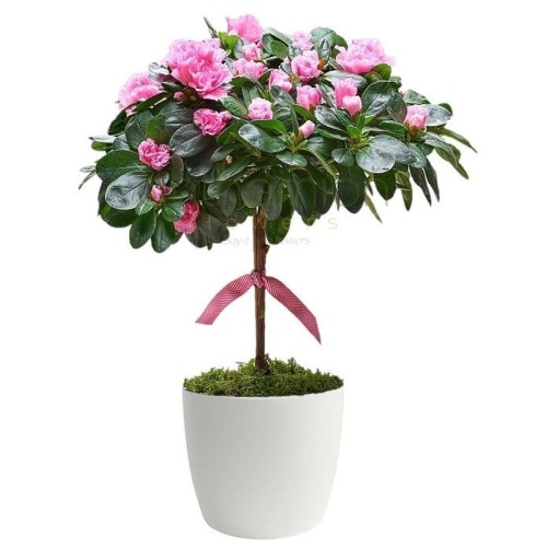 Azalea tree in pot