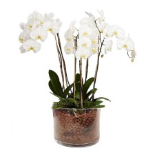 Orchid white Phalaenopsis (4 stems in a glass)